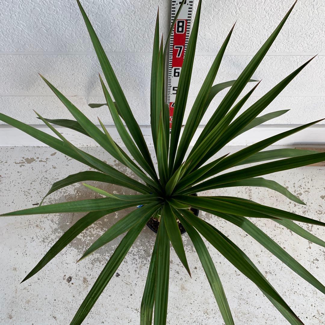 ユッカ　レクルビフォリア　ペンデュラ　ポット　33