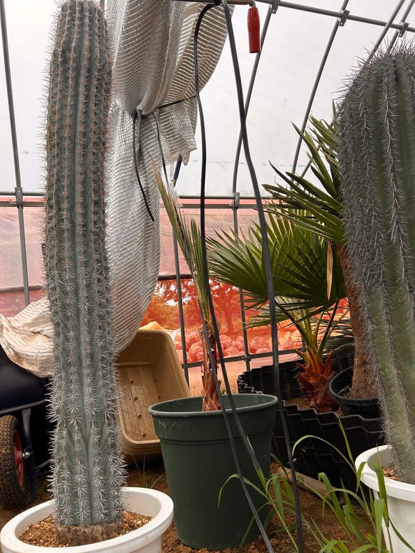 武倫柱　ブリンチュウ　特大