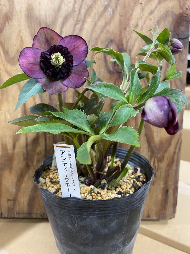 アンティークモーリー　加藤農園