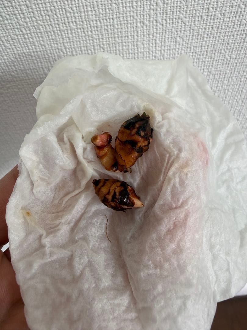 アロカシア　小芋9種セット