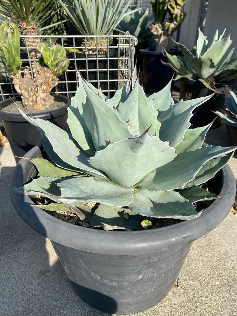 オバティーフォリア