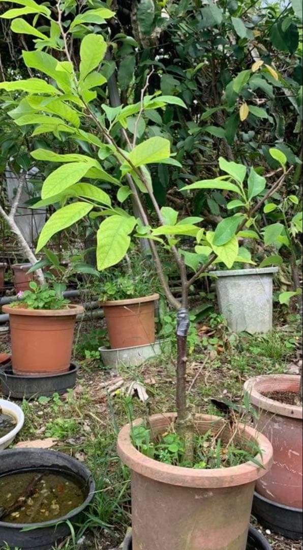 アテモヤ接木苗木(大) 鳳梨釋迦　森のアイスクリーム