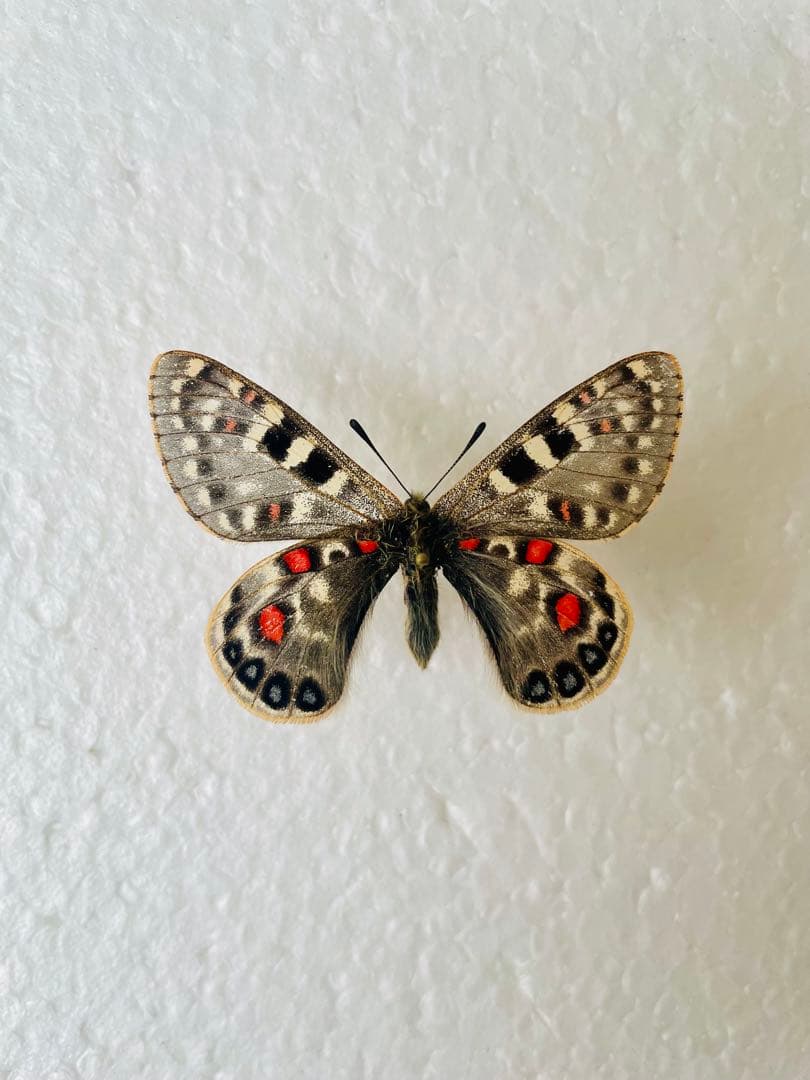 パルナシウス・アッコ・ホロハオアエ（中国甘粛省祁連山、オス）