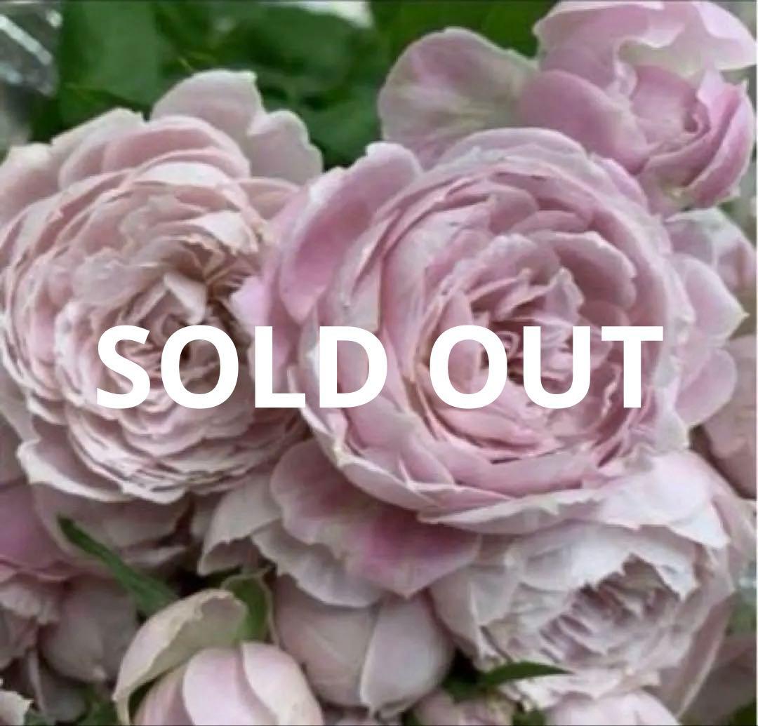 レア‼️切り花品種 薔薇