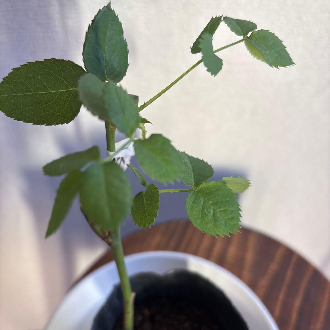 レア‼️切り花品種 薔薇