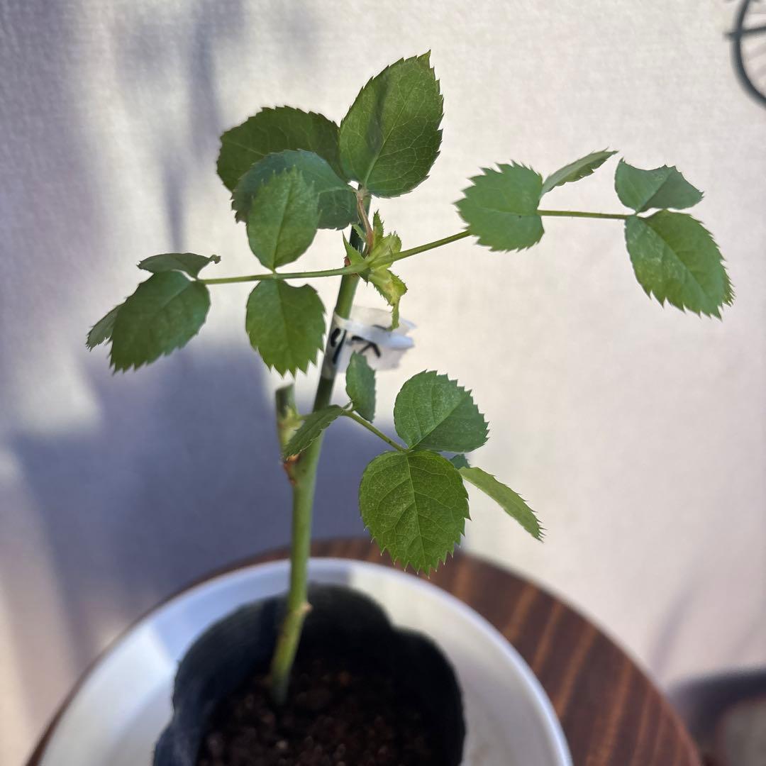 レア‼️切り花品種 薔薇