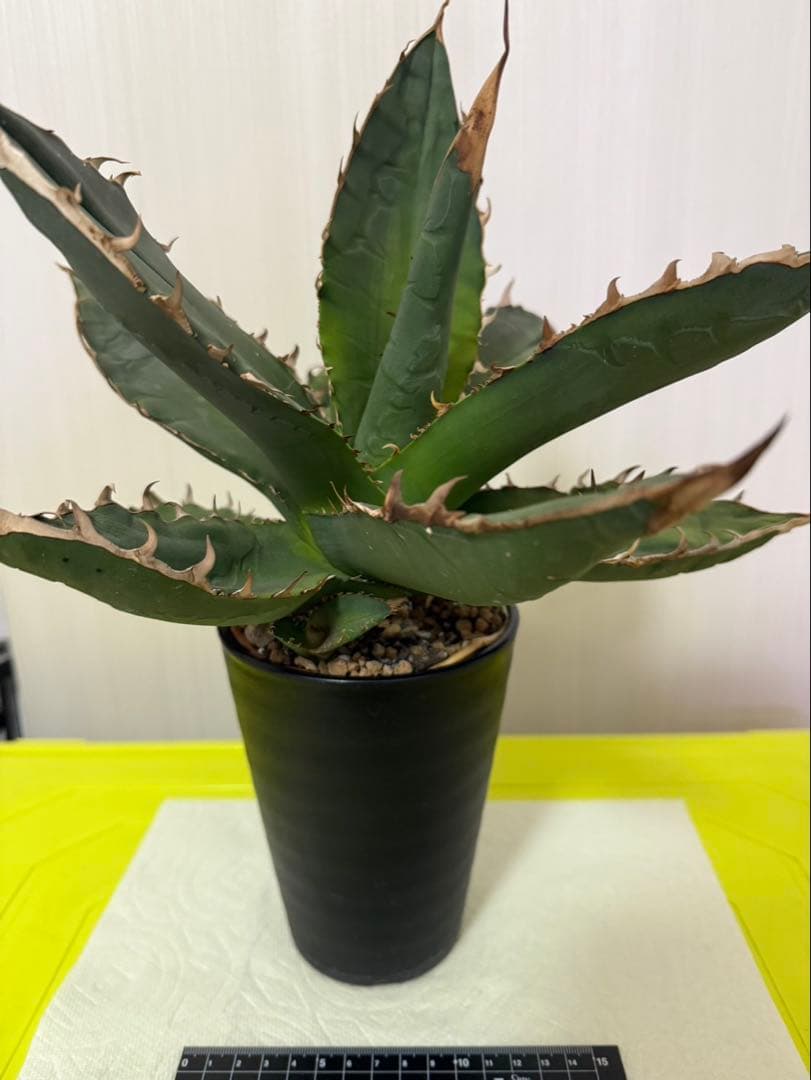 アガベ チタノタ ゴジラ