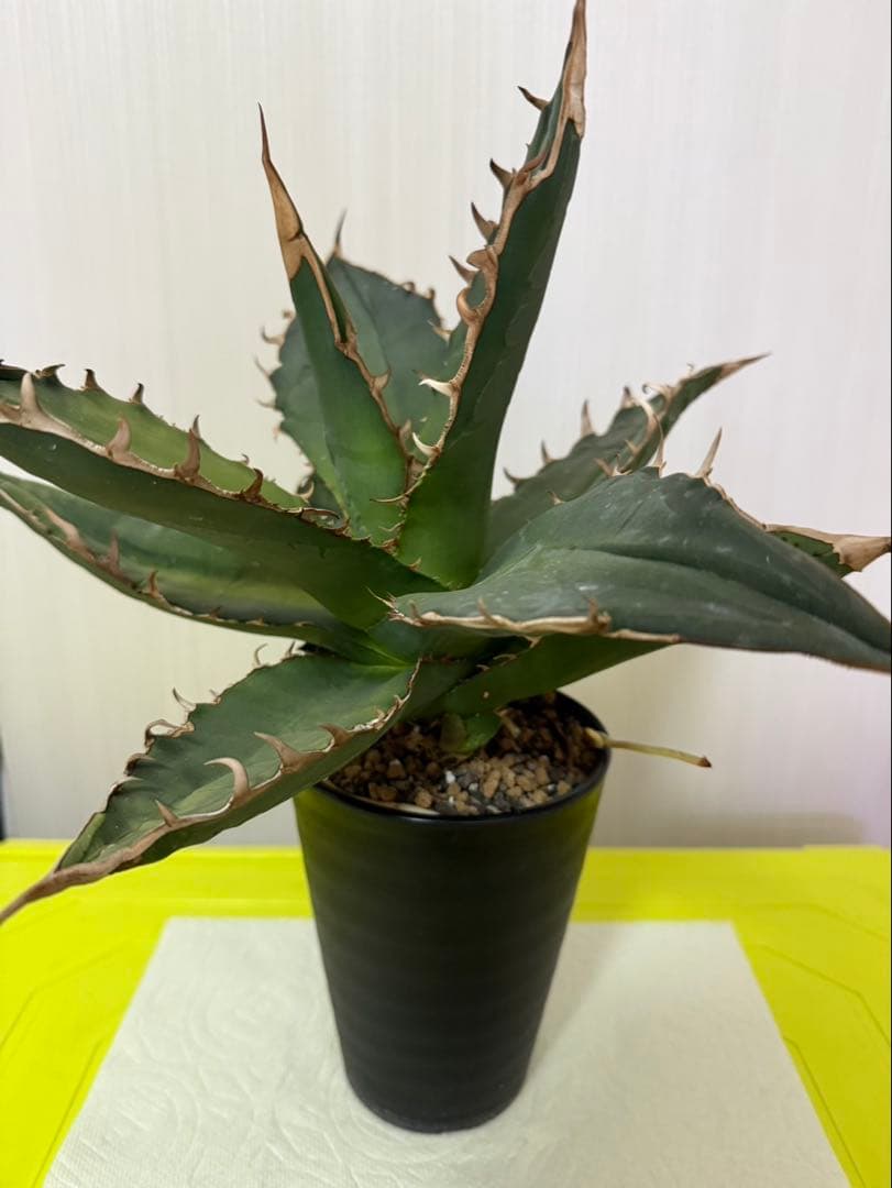 アガベ チタノタ ゴジラ