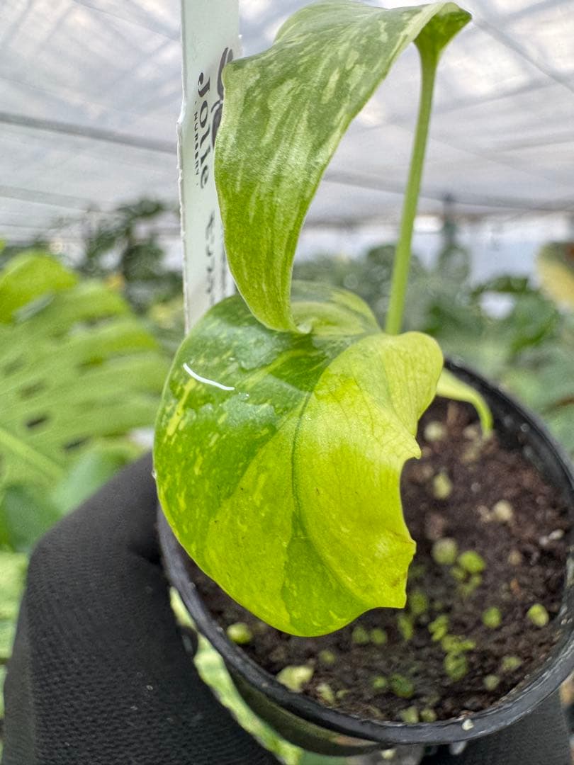 2 モンステラ　エレクトロライト　組織培養苗　順化済