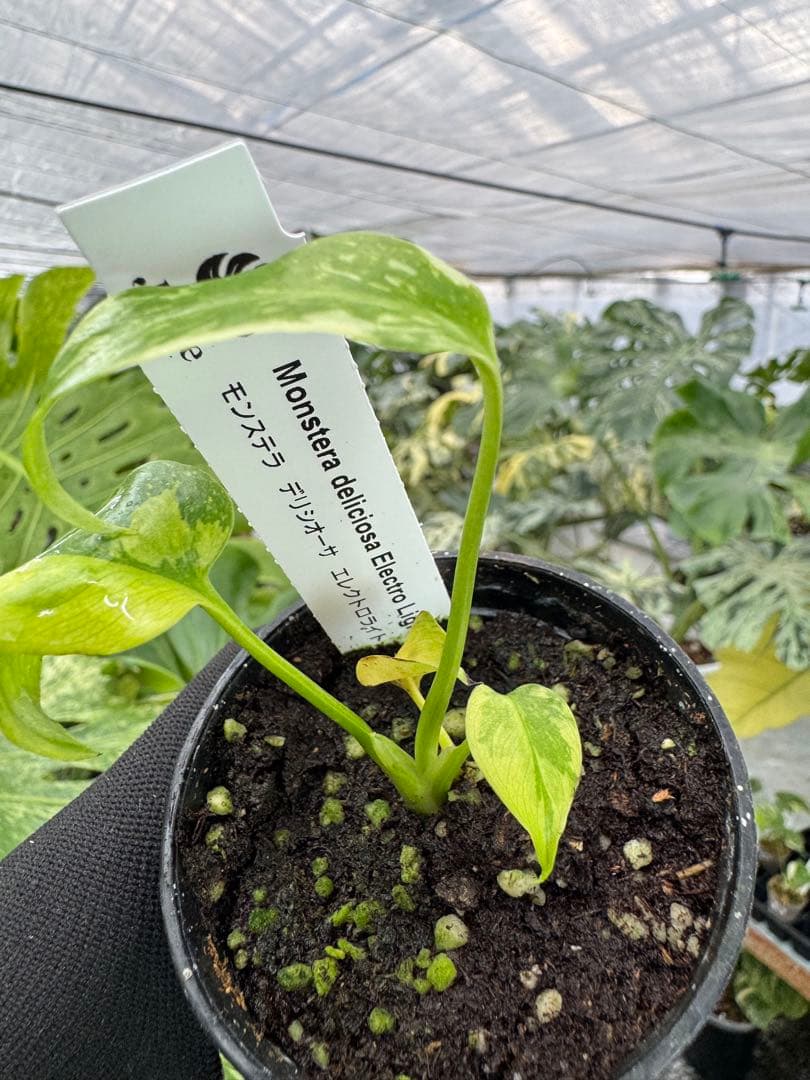 2 モンステラ　エレクトロライト　組織培養苗　順化済