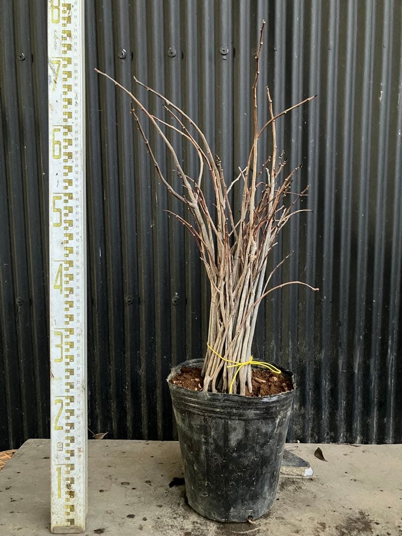 実生　ポポー　35本　台木