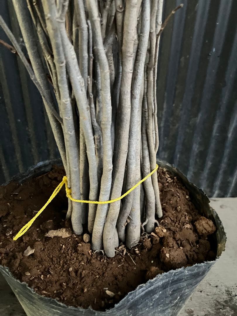 実生　ポポー　35本　台木