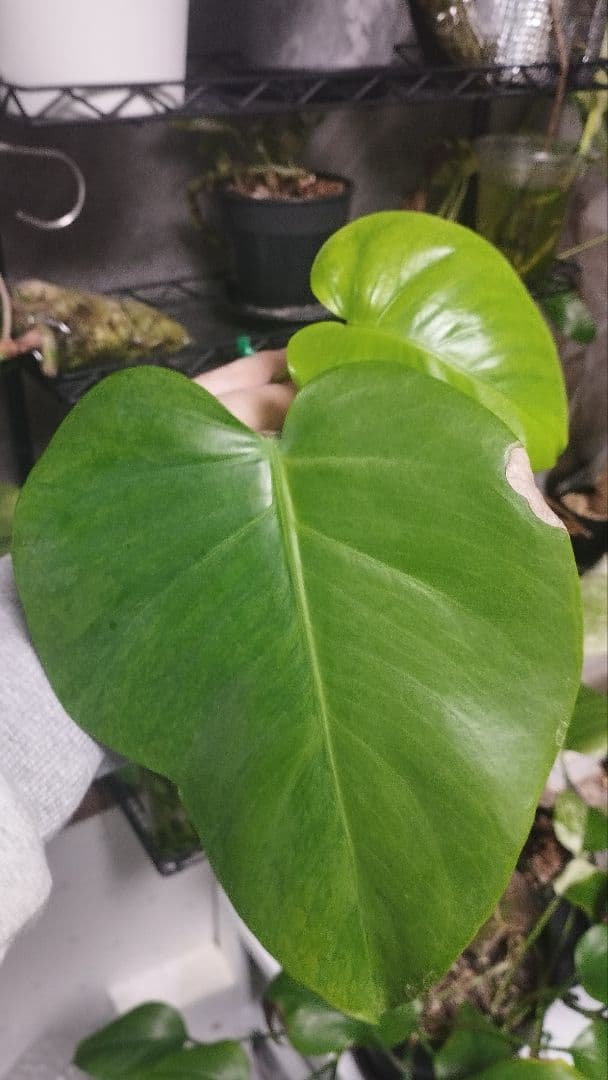 モンステラ　グリーンオングリーン　グリーンゴースト　1点のみ