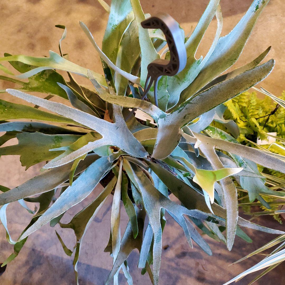 コウモリラン※ビカクシダ(吊るし)