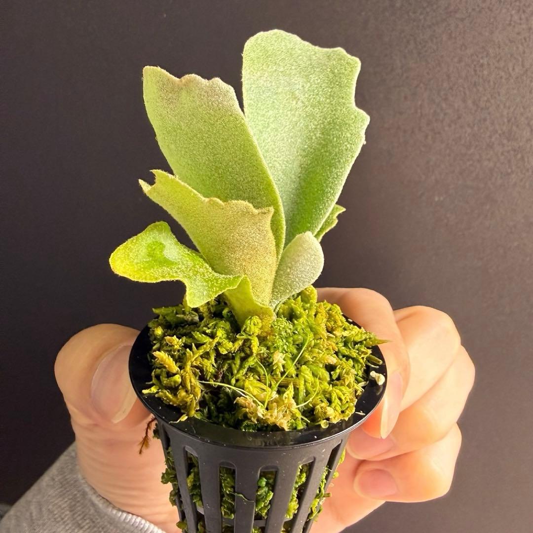 ①bilibili thunder sporeling ビリビリサンダー