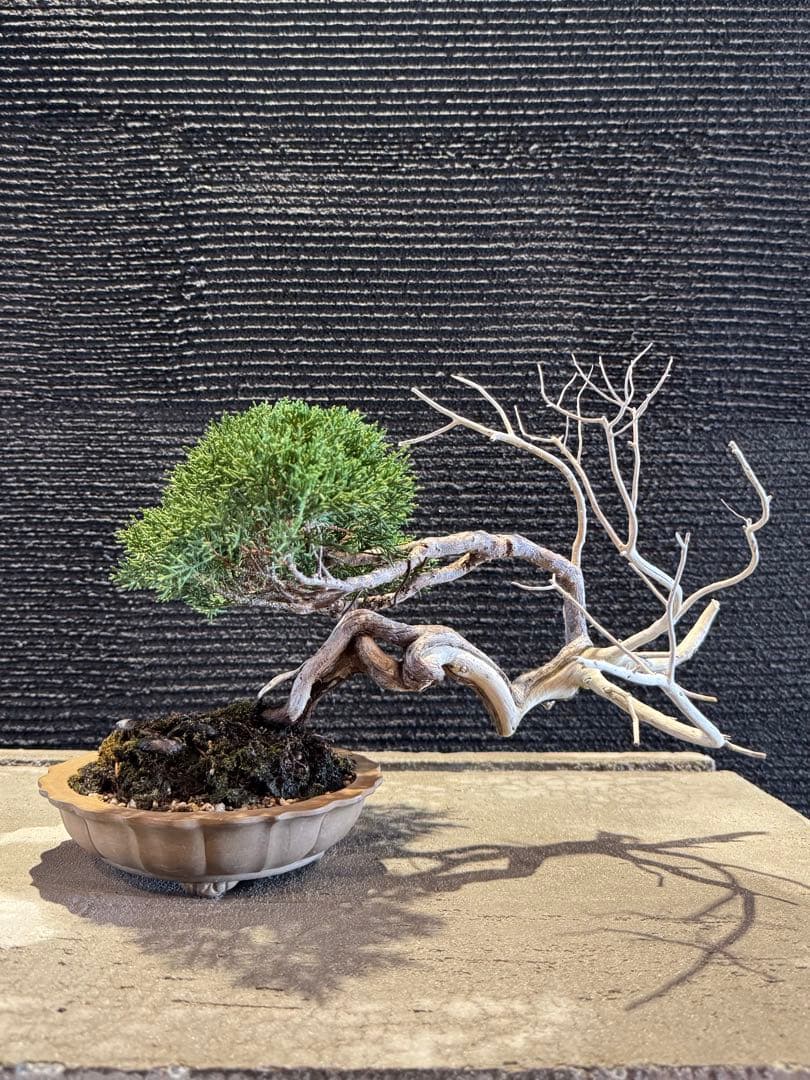 真柏 盆栽 高さ約26cm