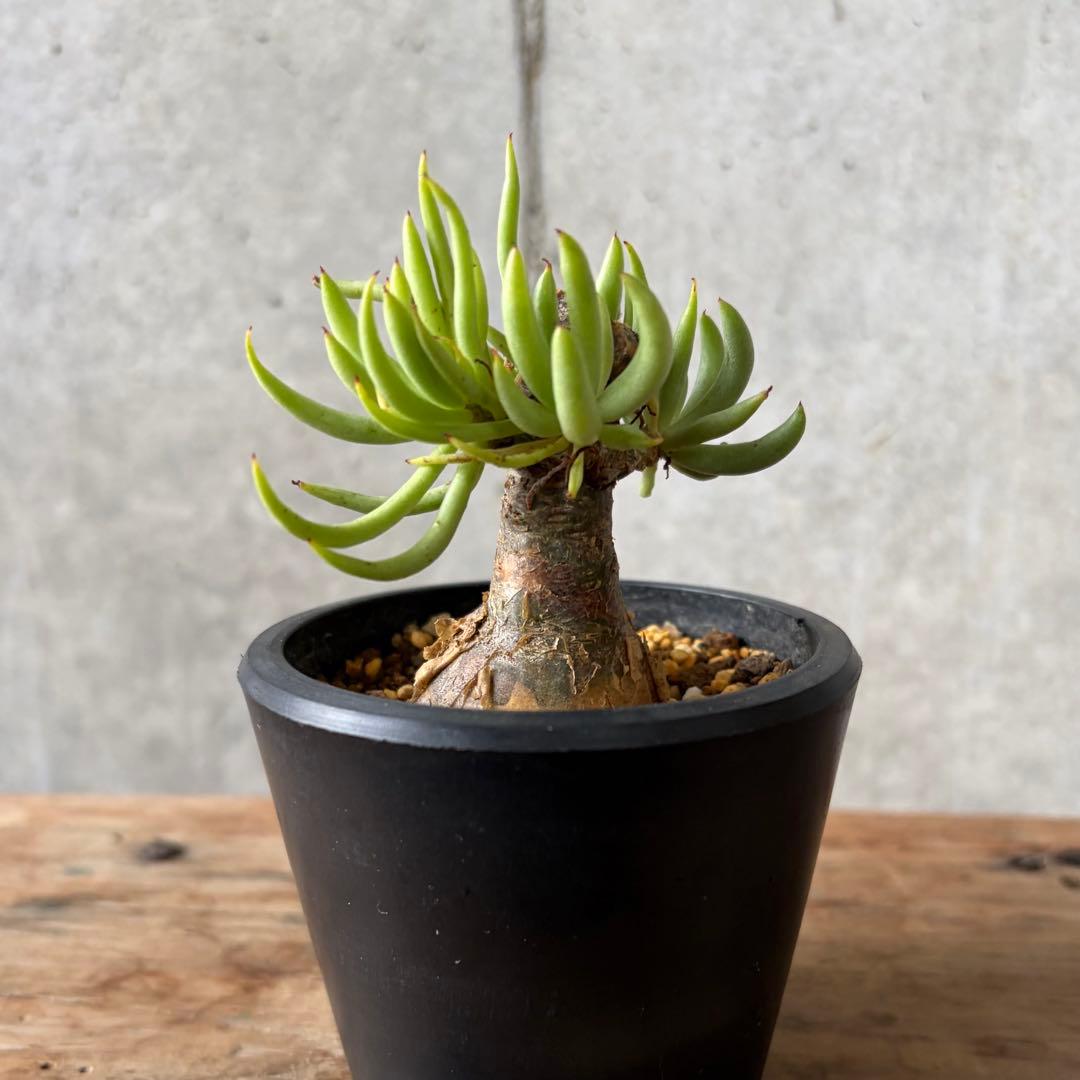 チレコドン ペアルソニー