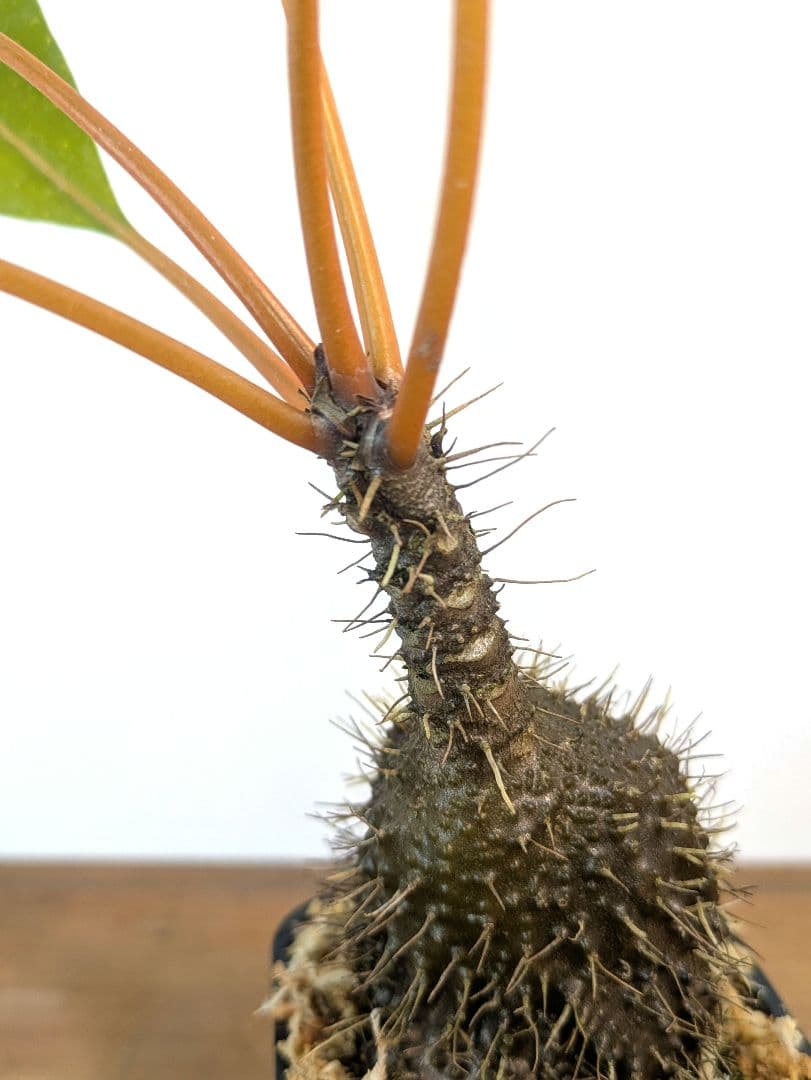 ミルメコディア プラティティレア オレンジ ペティオールズ アリ植物