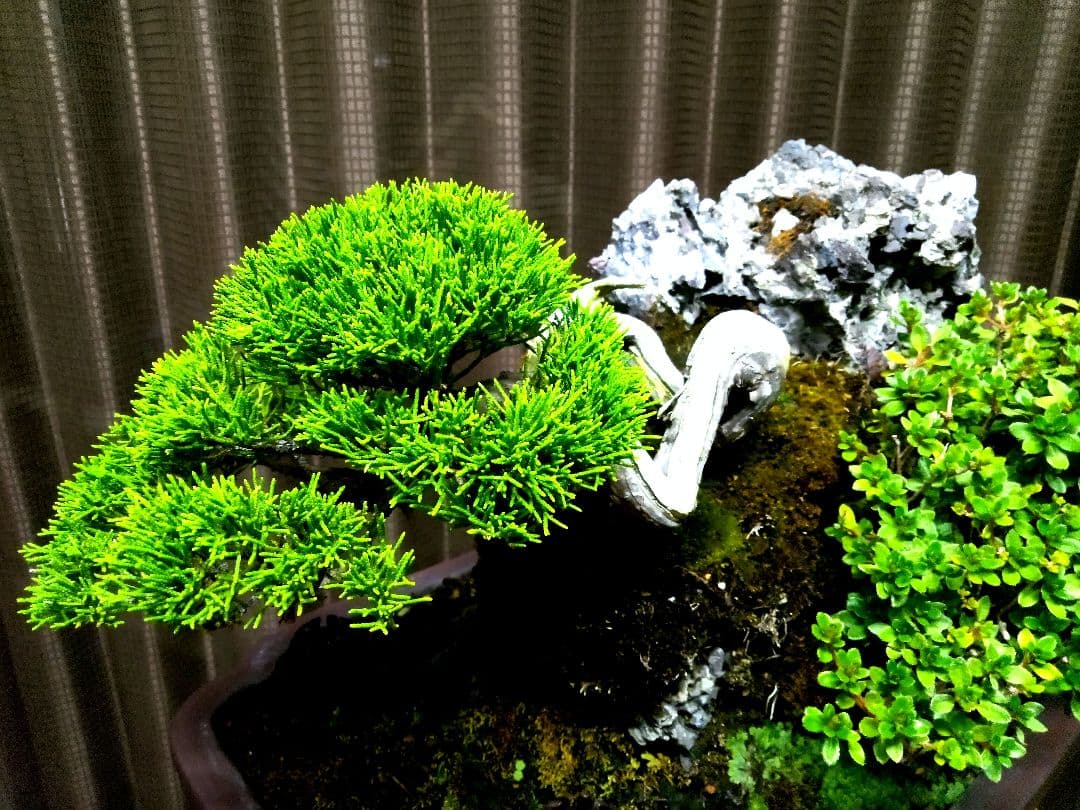 【石付　糸魚川真柏盆栽】　　　価値を理解出来れば上級者