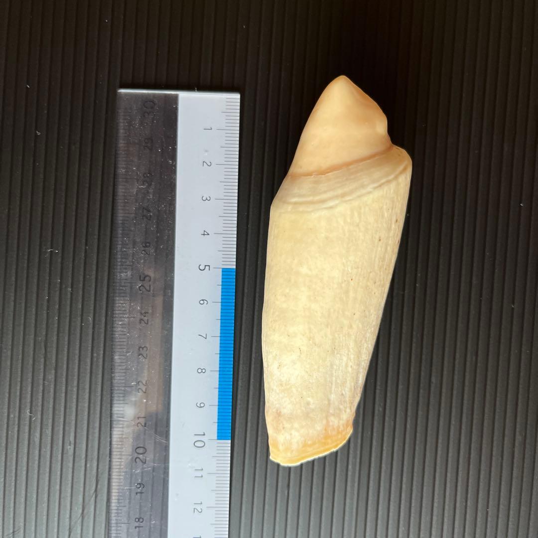 鯨歯3本セット