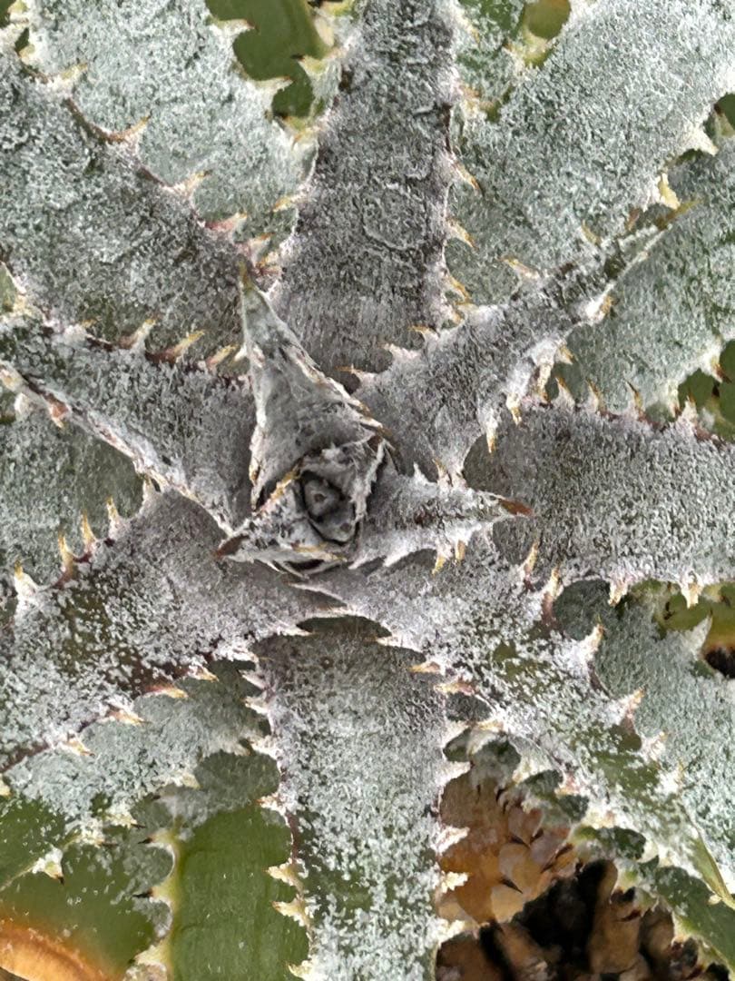 DBディッキア Dyckia Arizona x BS selected #05
