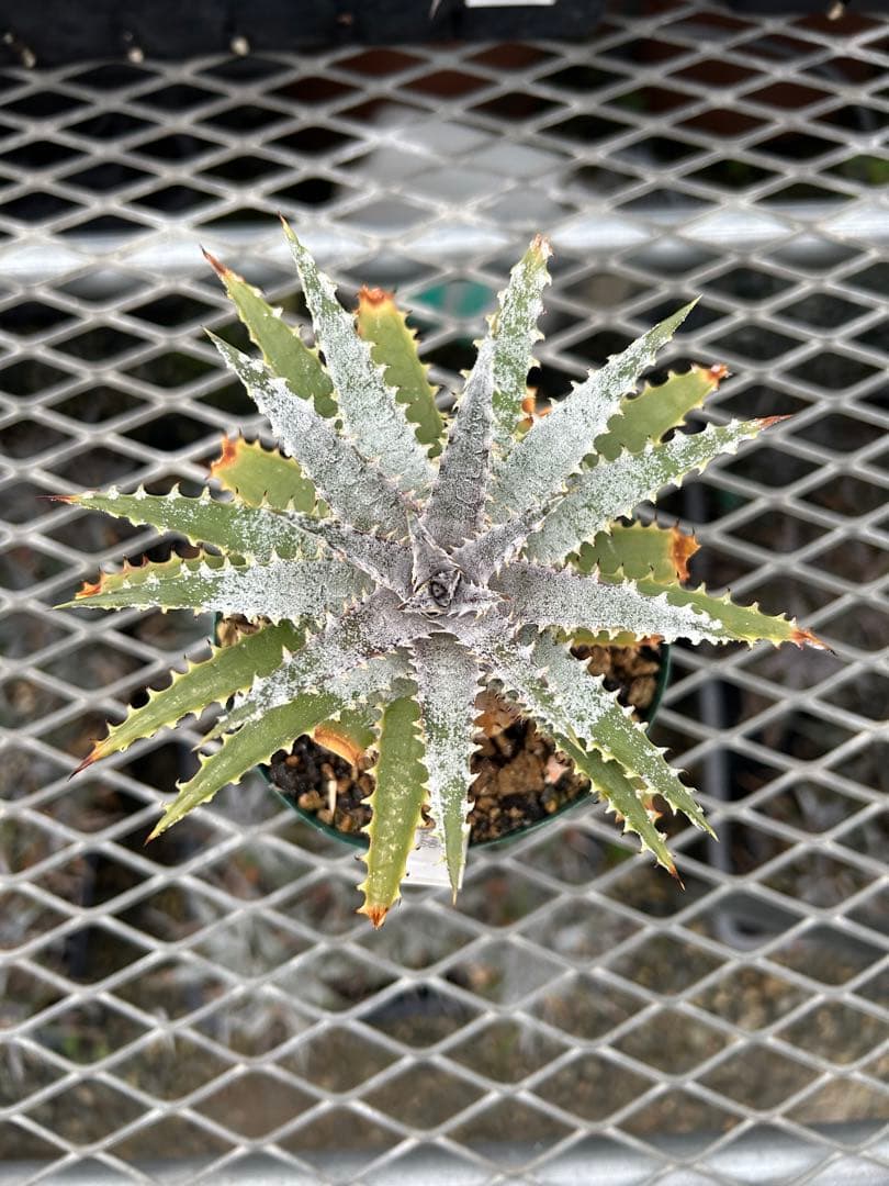 DBディッキア Dyckia Arizona x BS selected #05