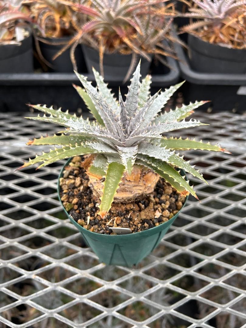 DBディッキア Dyckia Arizona x BS selected #05