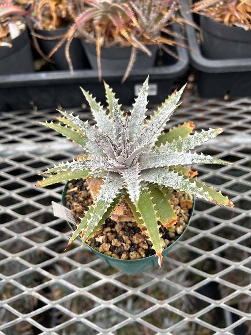 DBディッキア Dyckia Arizona x BS selected #05