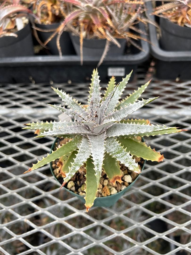DBディッキア Dyckia Arizona x BS selected #05