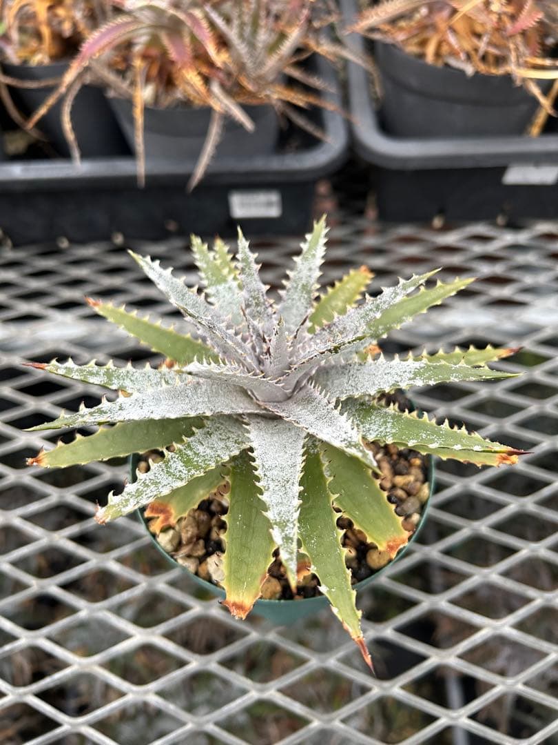 DBディッキア Dyckia Arizona x BS selected #05