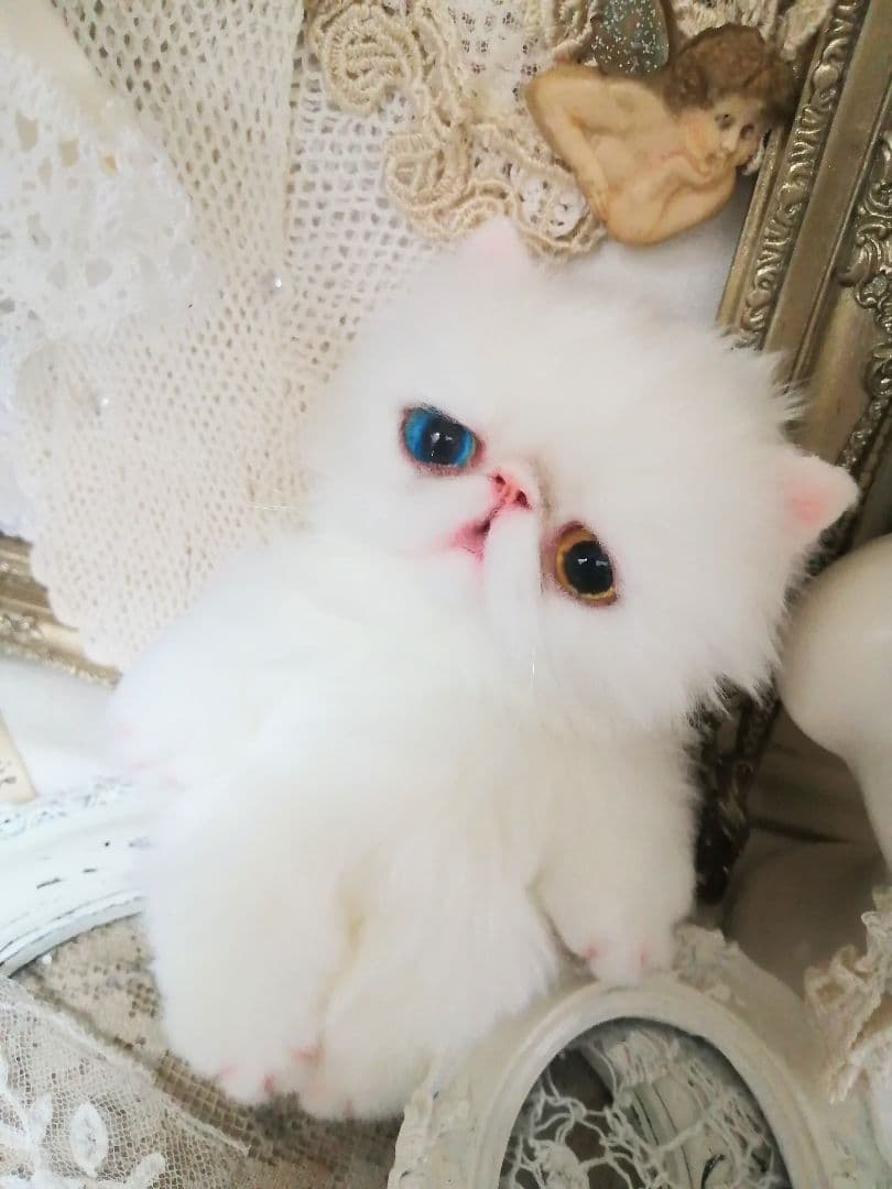 ポッケにゃん♡オッドアイ♡エキゾチック子猫ちゃん♡アートドール♡ぬいぐるみ♡
