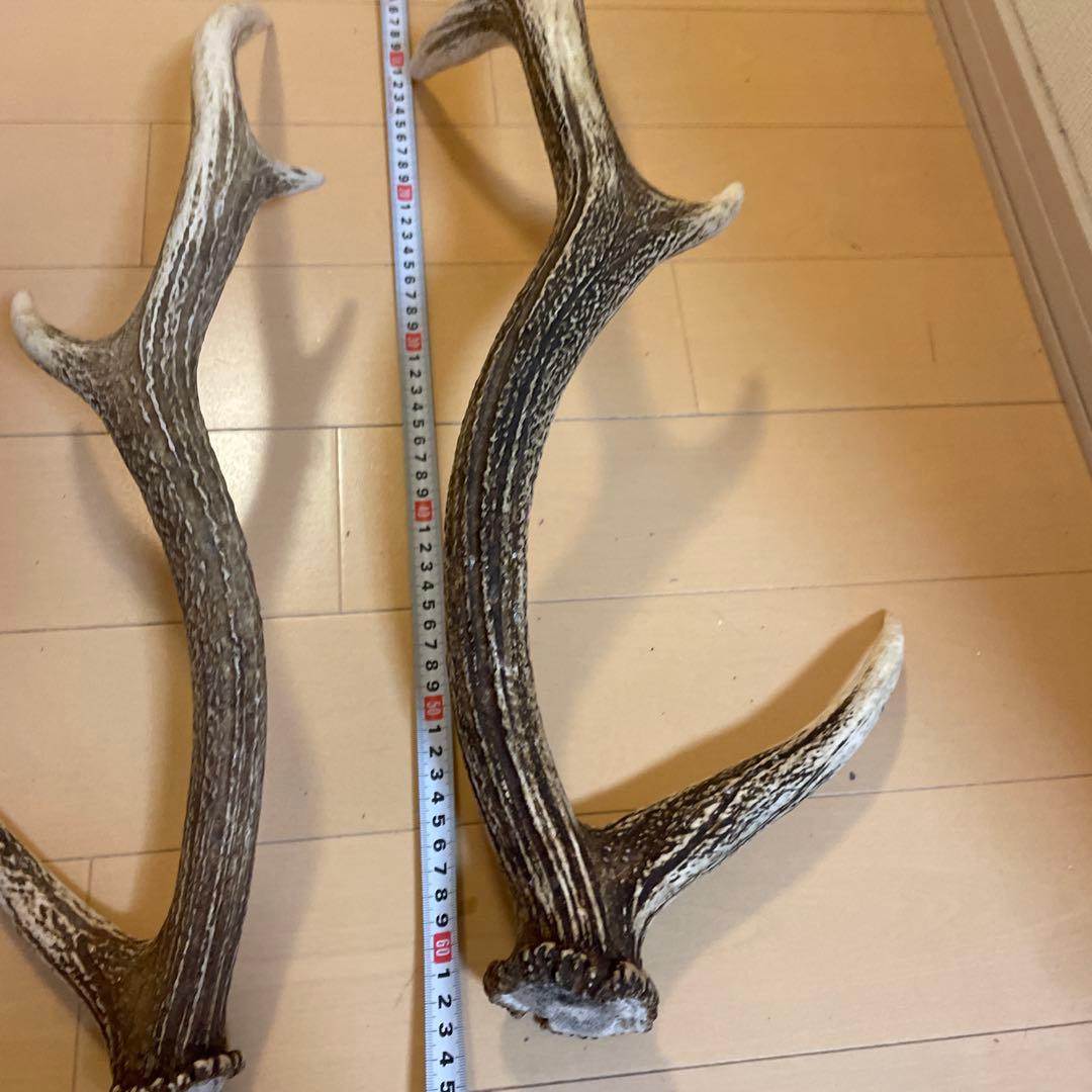 鹿の角 8本セット