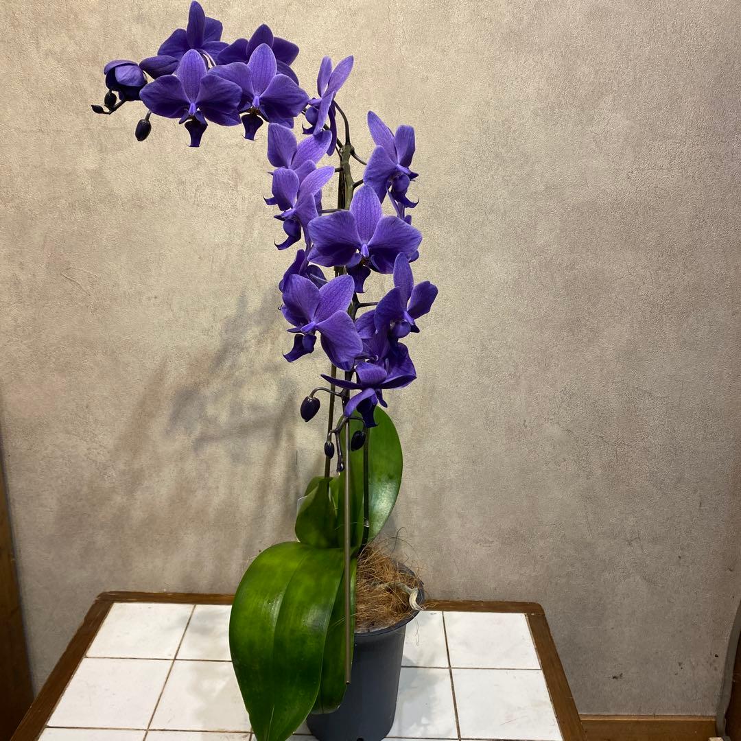 入荷少なめです❗️超希少❗️胡蝶蘭❤️ブルージーン　1本立
