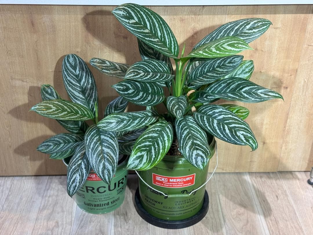 アグラオネマ 二ティドゥーム カーティシー 管理番号0043