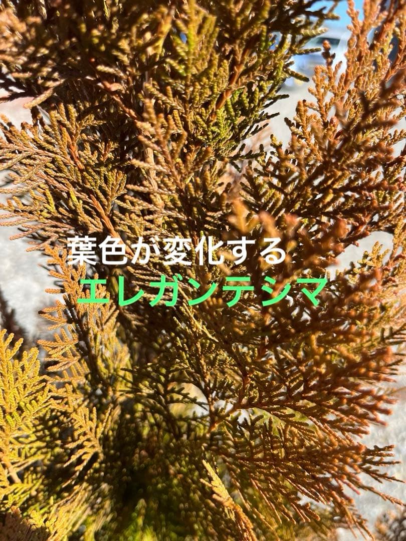エレガンテシマ葉色の変化　春は黄金色→夏は黄緑色→冬は赤茶色　円錐形の美しい樹形