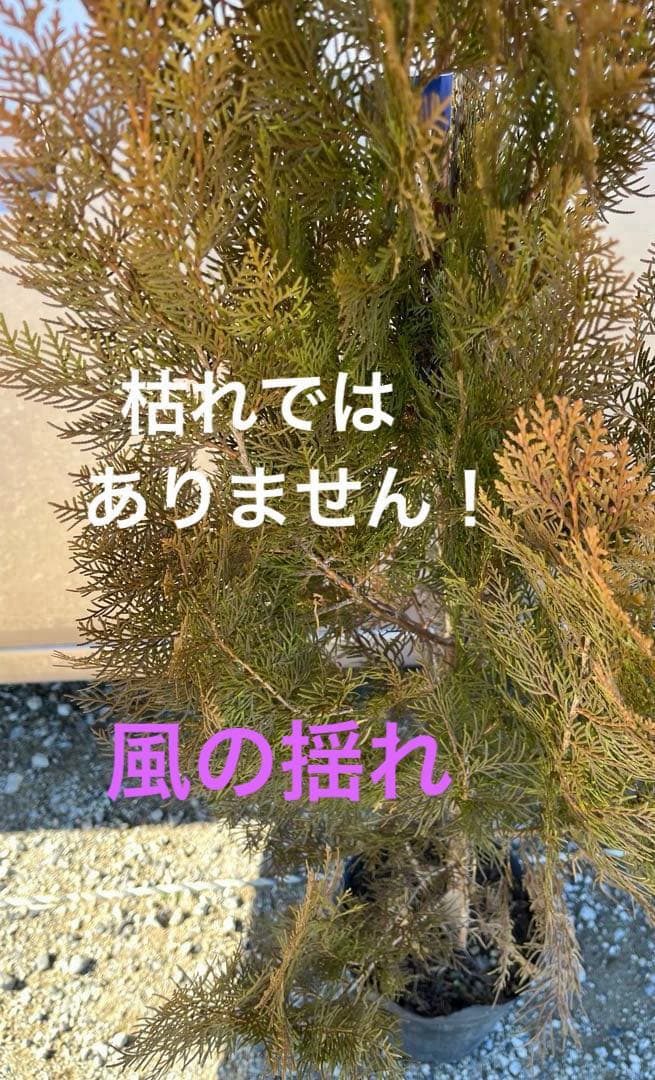 エレガンテシマ葉色の変化　春は黄金色→夏は黄緑色→冬は赤茶色　円錐形の美しい樹形