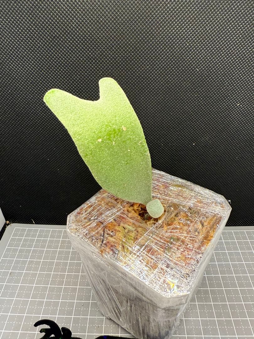 _　ビカクシダP. Gabriel子株