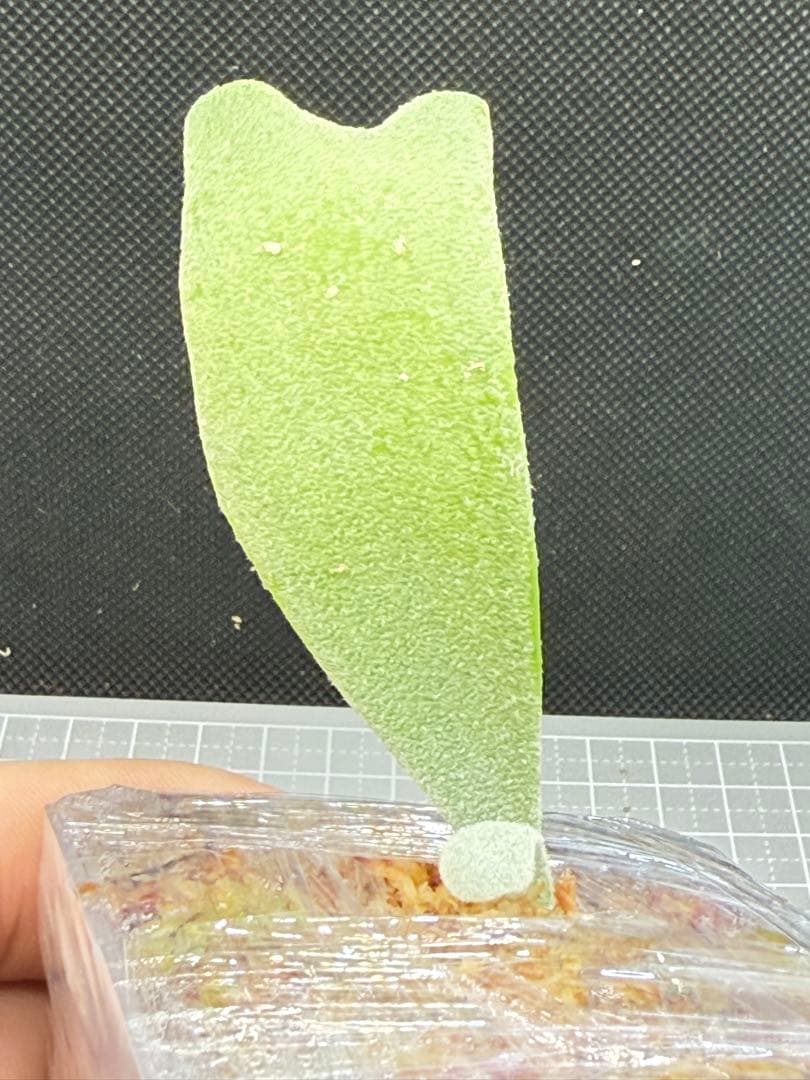 _　ビカクシダP. Gabriel子株