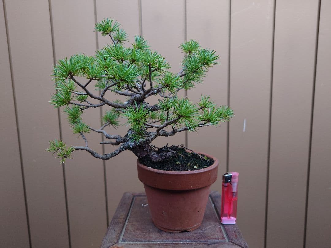 盆栽　五葉松　樹高21cm