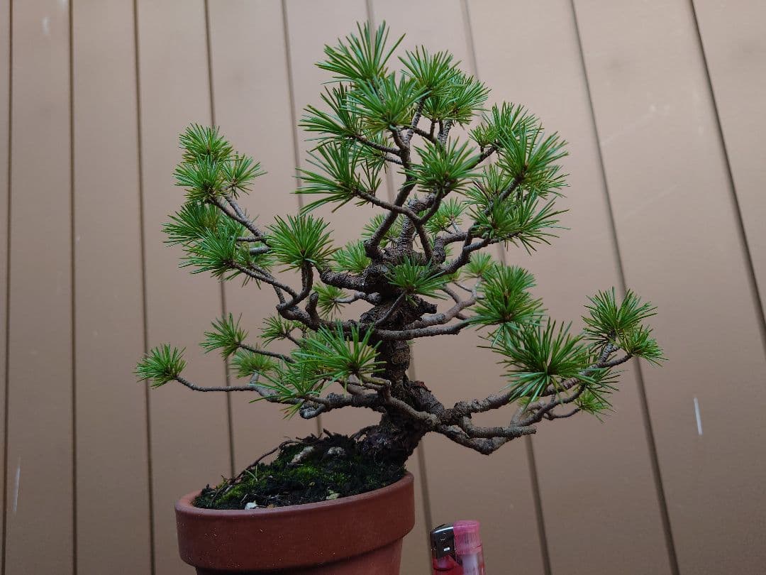 盆栽　五葉松　樹高21cm