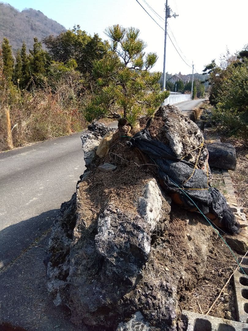 黒松付き、名石