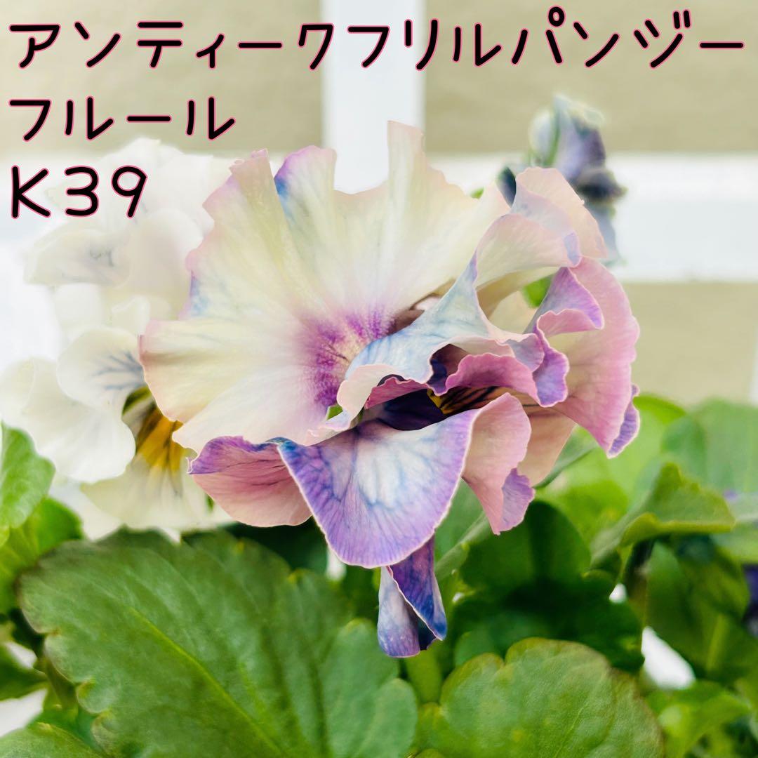 ◆◆MIYABIさま　Ｋ３９♥アンティークフリルパンジー　フルール　合計6ポット