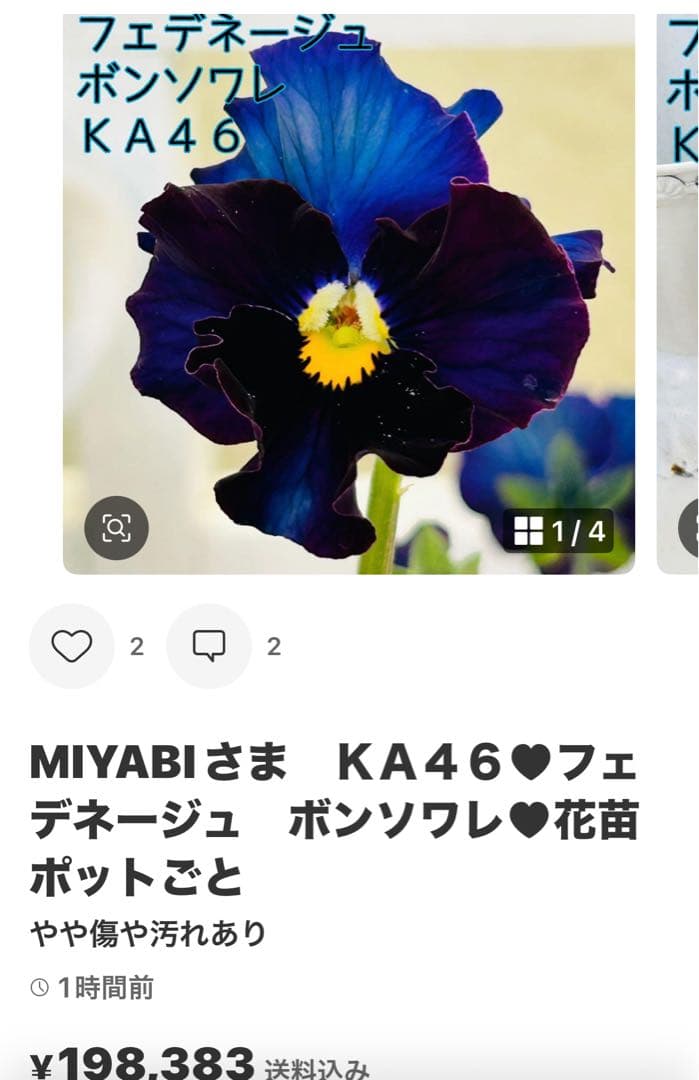 ◆◆MIYABIさま　Ｋ３９♥アンティークフリルパンジー　フルール　合計6ポット