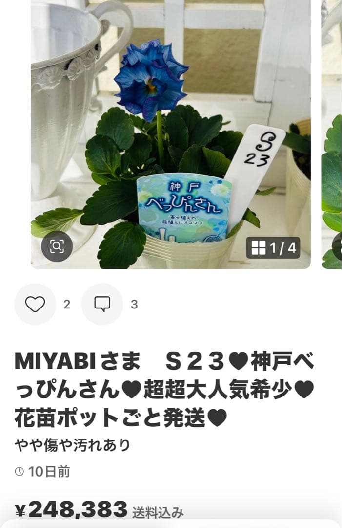 ◆◆MIYABIさま　Ｋ３９♥アンティークフリルパンジー　フルール　合計6ポット