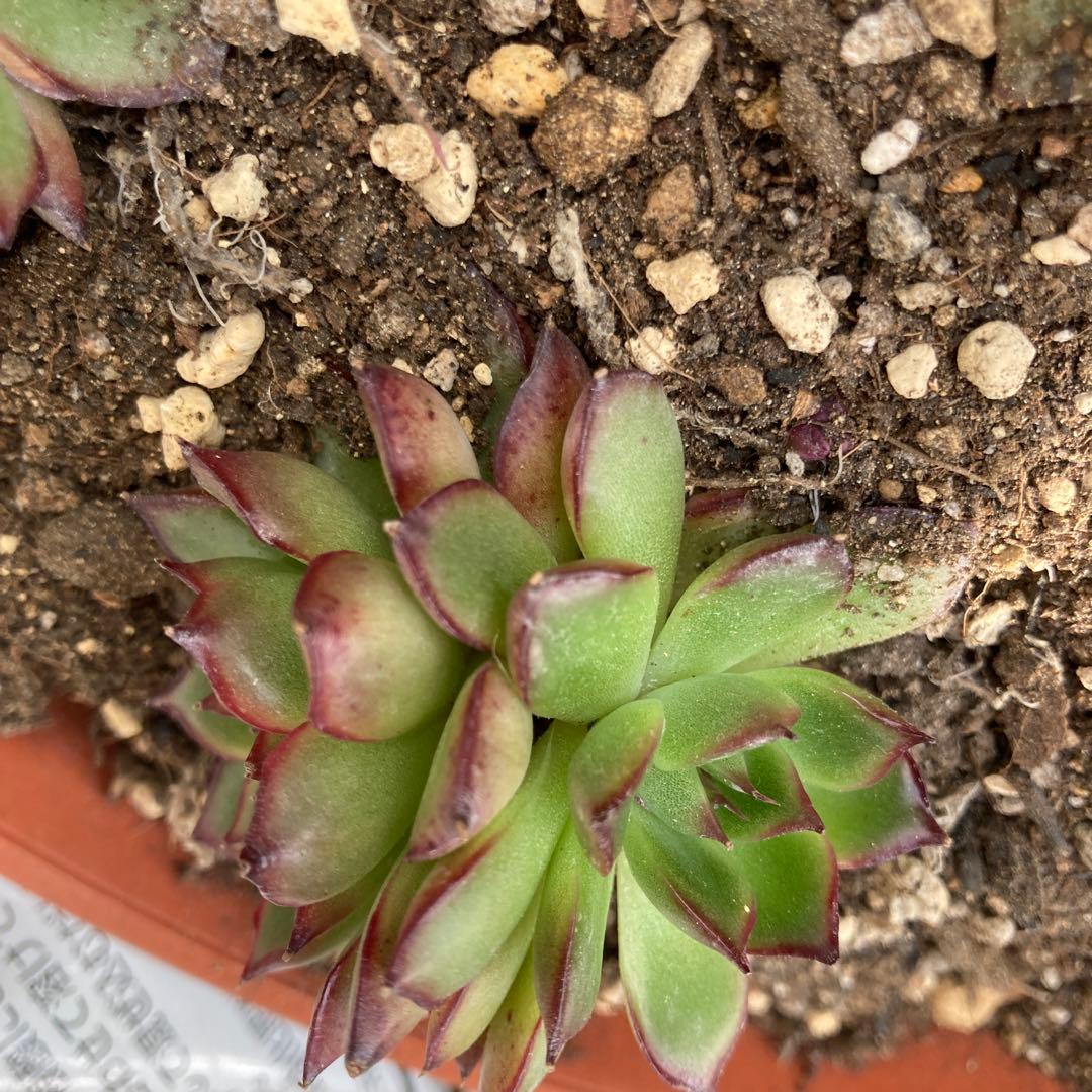 アーオーァライ　多肉植物　エケベリア　抜き苗　二頭1苗