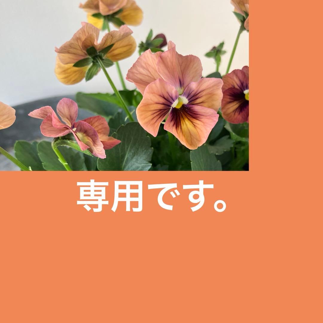 ビオラ　ディアーナ　①ポット苗　、その他リクエスト