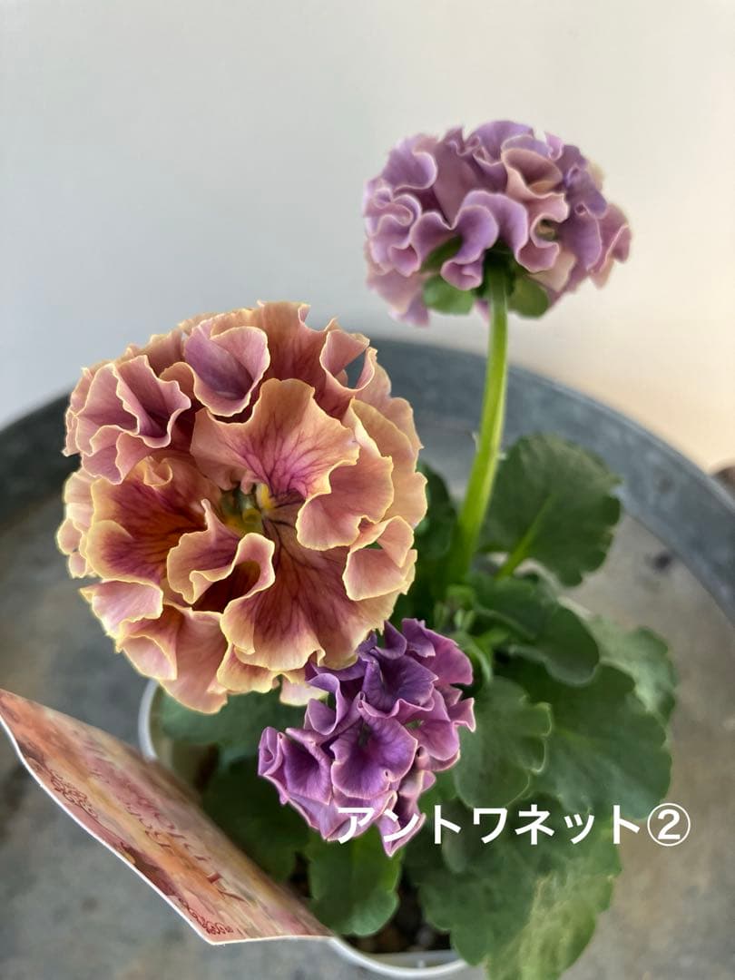 ビオラ　ディアーナ　①ポット苗　、その他リクエスト