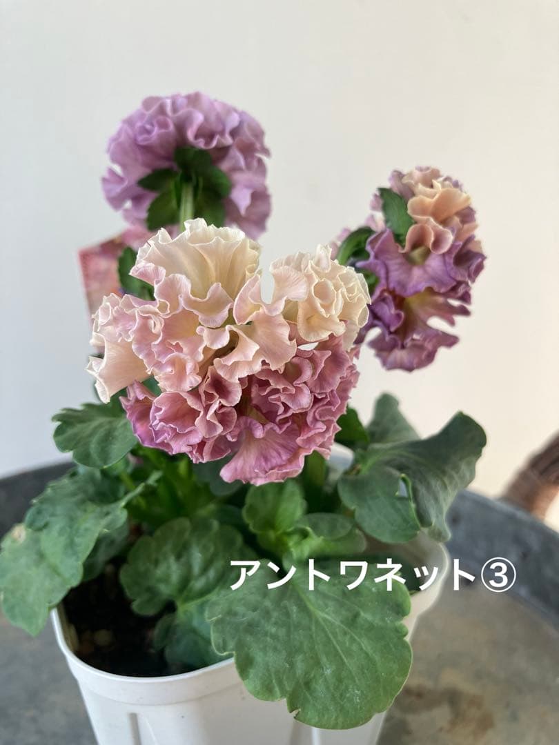 ビオラ　ディアーナ　①ポット苗　、その他リクエスト