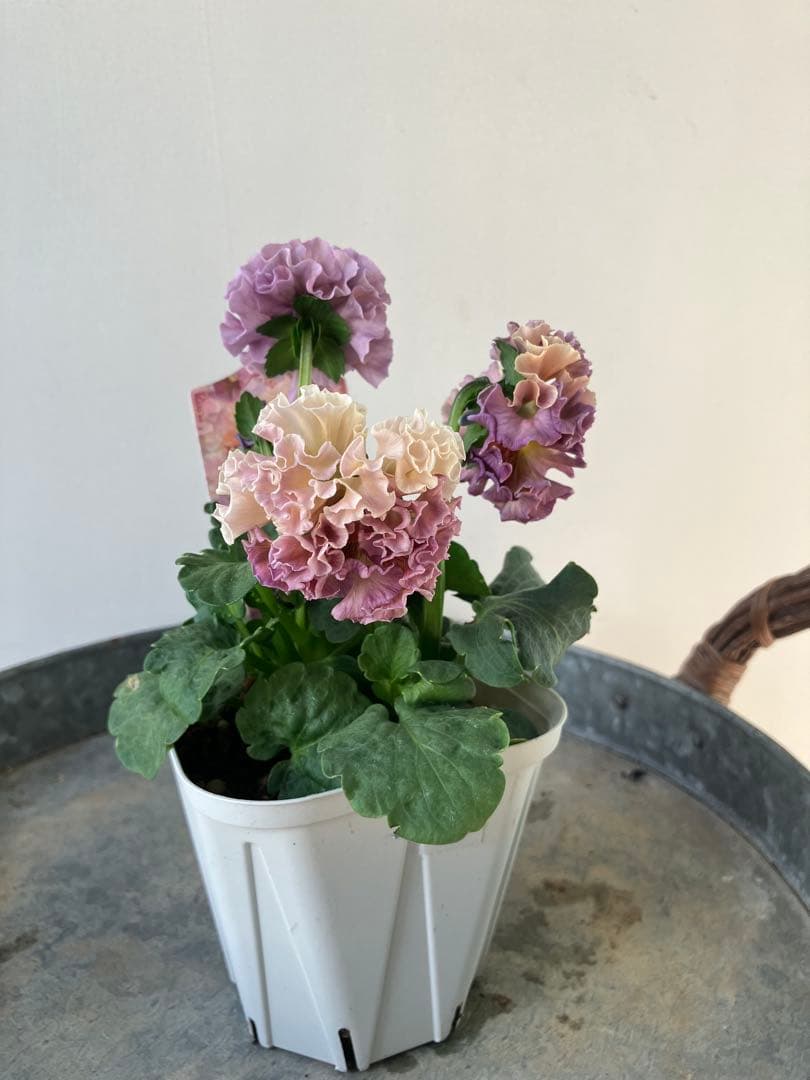 ビオラ　ディアーナ　①ポット苗　、その他リクエスト