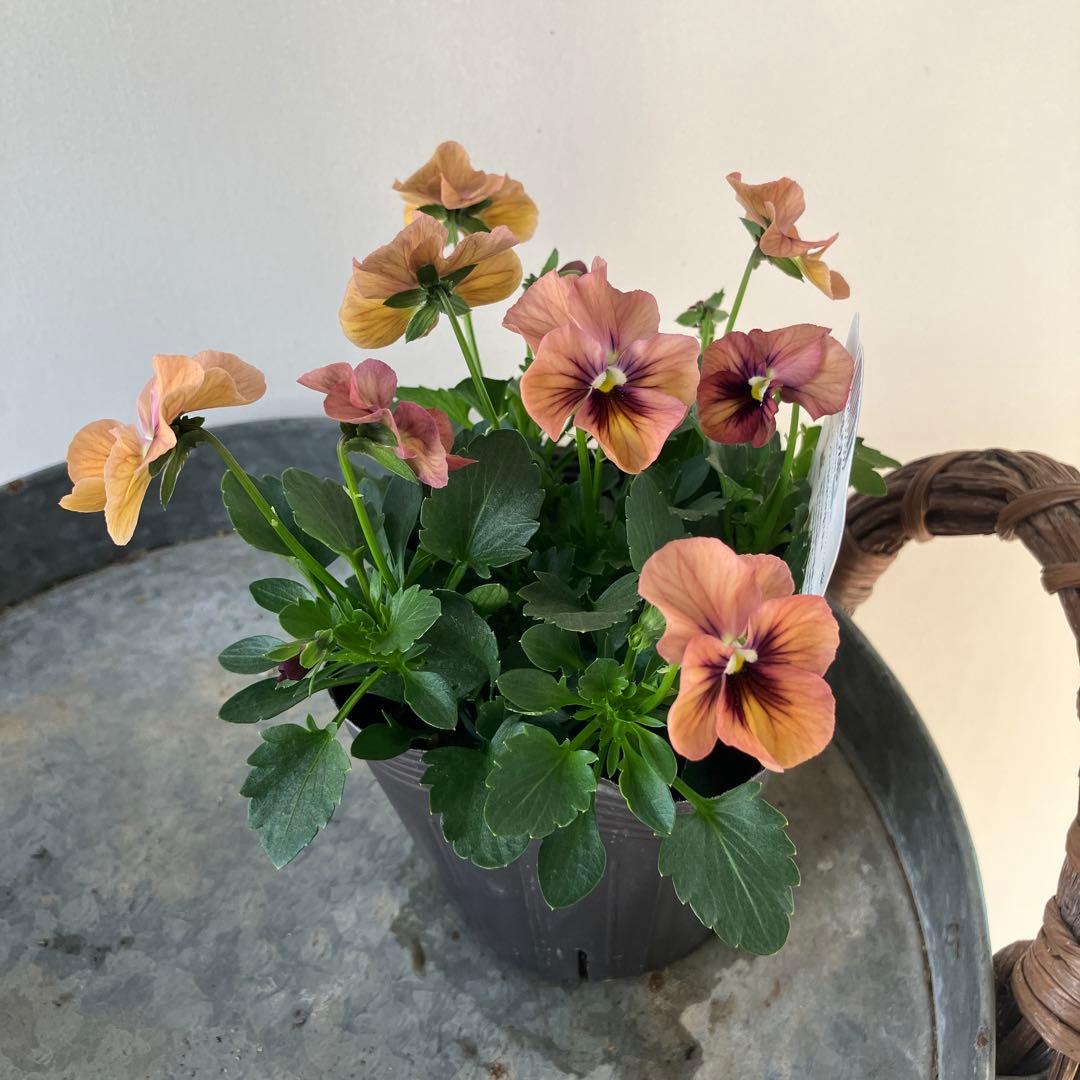 ビオラ　ディアーナ　①ポット苗　、その他リクエスト